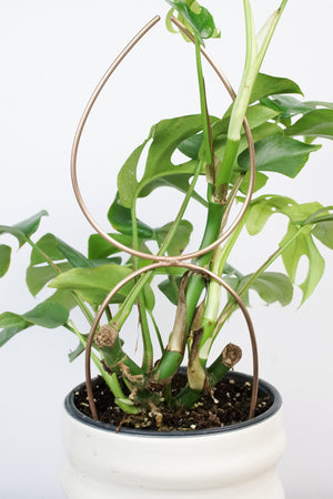 Bronze plant stake indoor trellis with mini monstera plant