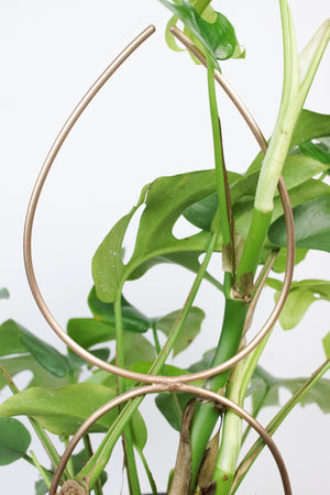 Bronze plant stake indoor trellis with mini monstera plant