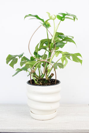 Bronze plant stake indoor trellis with mini monstera plant