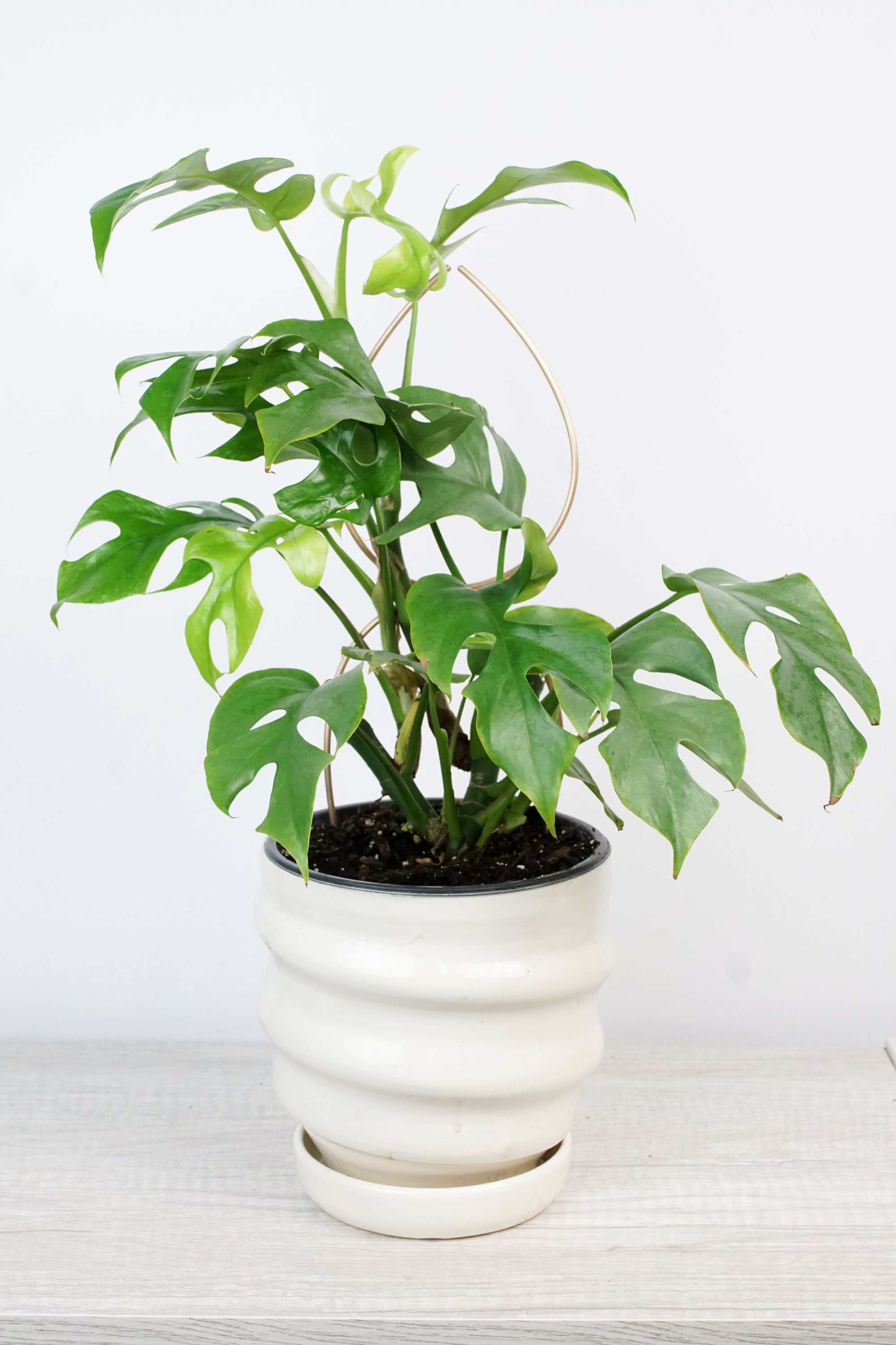 Bronze plant stake indoor trellis with mini monstera plant