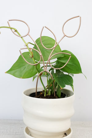 handcrafted bronze plant stake indoor trellis with vining philodendron plant